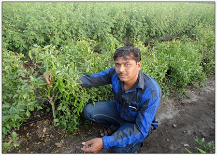 seed village field at Prabhatpur 01