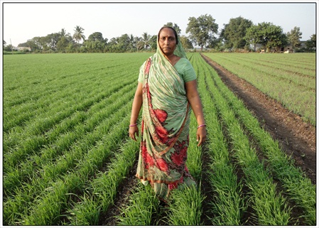 seed village field at Prabhatpur 08